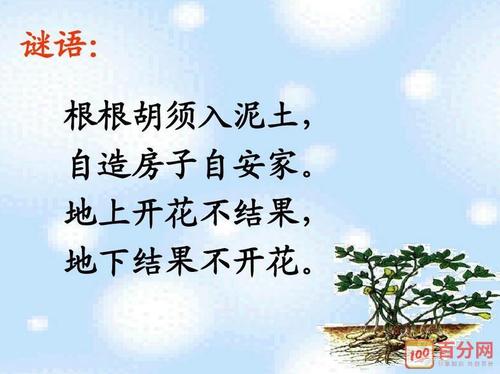落花生_800个单词