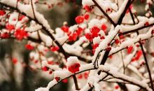 雪花与梅花_650字