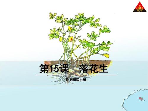 想花生_650字