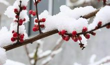 在风雪中傲立_650字