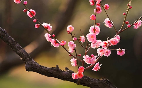 美华的韧性值得学习_600字