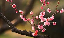 梅花的顽强值得我们学习_600字