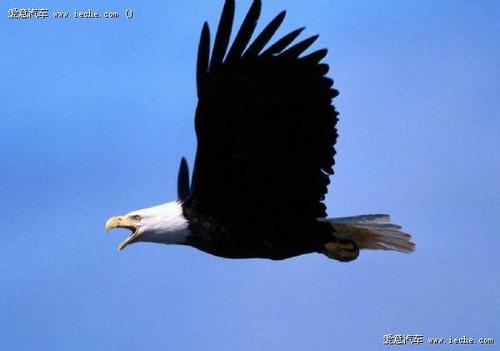 幕后英雄们投掷锋利的大队Eagle_600字