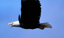 幕后英雄铸造锐旅雄鹰_600字