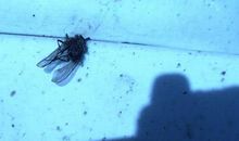 一只穿越时空的苍蝇_1500字