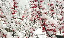 梅花独占枝头，不畏不惧_700字