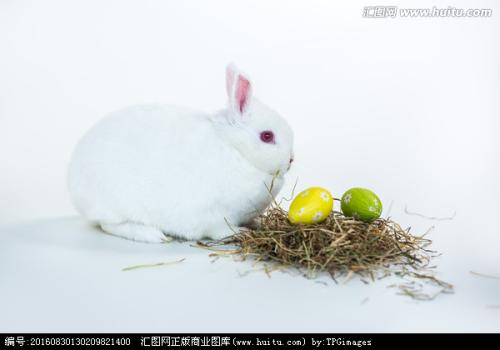 小白兔玩水_300字