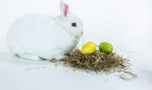 小白兔打水_300字