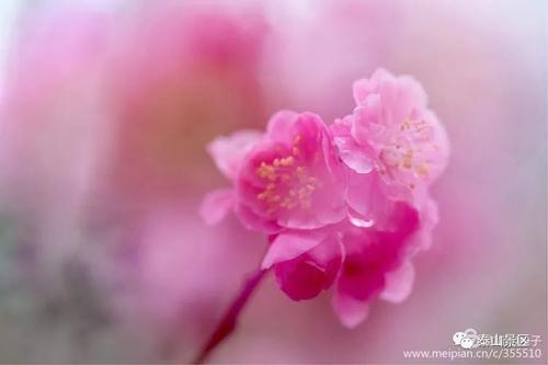花未盛开，月亮未满_800字