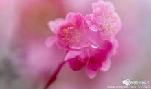 花未开，月未圆_800字