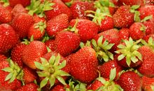 我喜欢的水果——草莓_900字