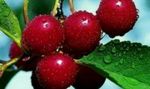 【微作文】猜水果_150字