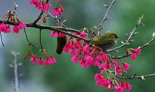 樱花的预言（1）_1000字