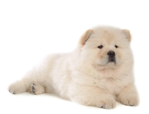 关于动物的成分：dog_1500个单词