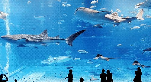 水族馆play_500个单词