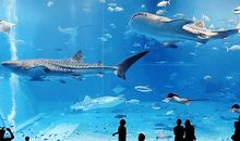 水族馆游玩_500字