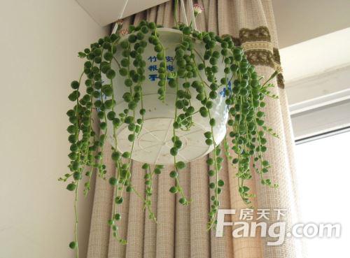 照顾小蜘蛛plant_500个单词