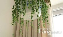 照顾小吊兰_500字