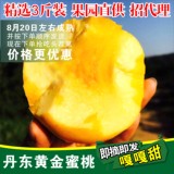黄桃水_400字