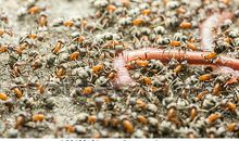 蚂蚁与蚯蚓的“悬案”_300字