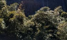 【春节随笔】春节月亮_400字