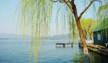 美丽的柳树_350字