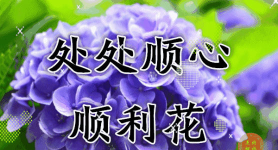 送花给最美丽的人_550字