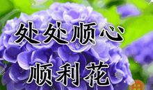 把鲜花送给最美丽的人_550字