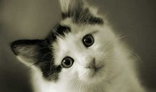 关于动物的作文：机智的小松鼠_700字