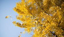 落叶的私语_500字