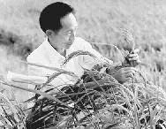 新中国十大劳动模范：袁隆平_2000个单词