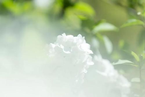 人生如花_700字