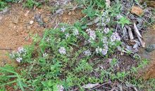 五年级写景作文：百里香花_600字