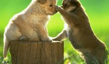 [PK赛]关于宽容的作文：得饶人处且饶人_350字