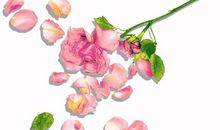 五年级写景作文：“秘密花园”_600字