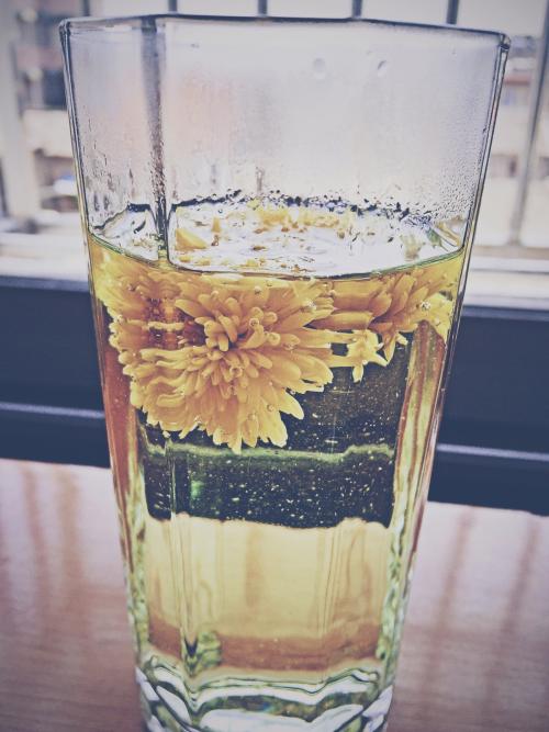 一杯菊花茶_300字