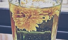 一杯菊花茶_300字