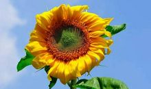 向日葵下一颗心_1500字