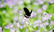 09年广东阳江市中考满分作文：我和彩蝶一起飞舞_800字