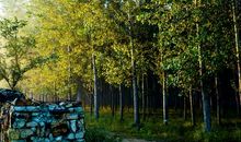 我爱家乡的夏_700字