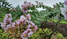 雨中杂感_1200字