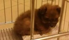 一件让妈妈担心的事_550字