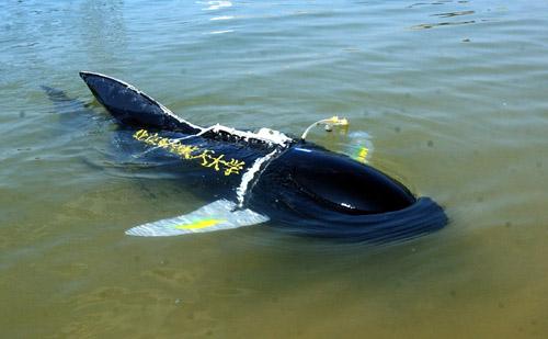 关于动物的成分:水中有鱼_900字