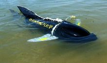 关于动物的作文：鱼在水中_900字