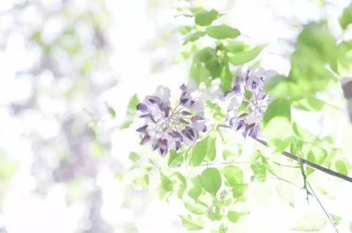 二级风景作品：紫藤花下的感动_900字