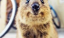 那小家伙又来了_700字