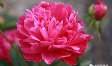 最美夏天之卉然的小秘密_1000字