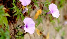 家乡四季歌_1200字