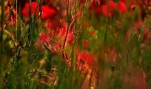 [PK赛]关于宽容的作文：随遇而安是一种境界_900字