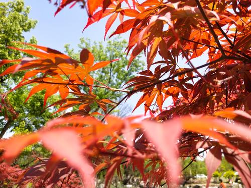 绚丽多彩的春天_600字